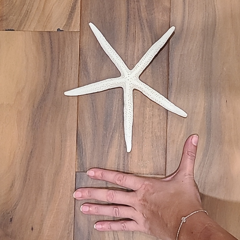 Star fish - Picture 3 of 3